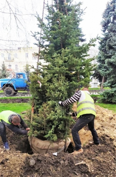Возле Лаокоона появились голубые ели