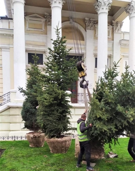 Возле Лаокоона появились голубые ели