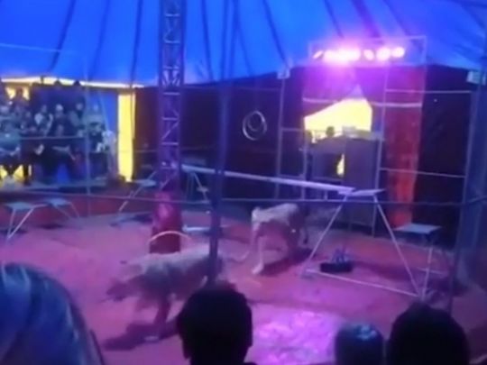 Леви напали на дресирувальника під час вистави в цирку: кривава драма потрапила на відео