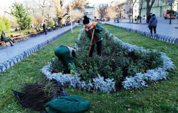 Осеннее озеленение: в Горсаду посадили розы, а на Черняховского будет живой забор  
