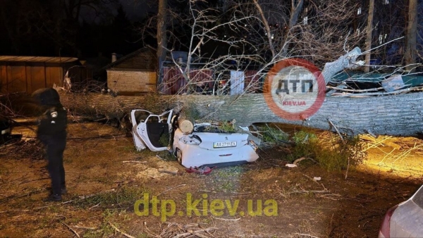 В Киеве дерево раздавило иномарку: водитель погиб на месте