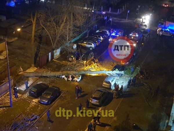 В Киеве дерево раздавило иномарку: водитель погиб на месте