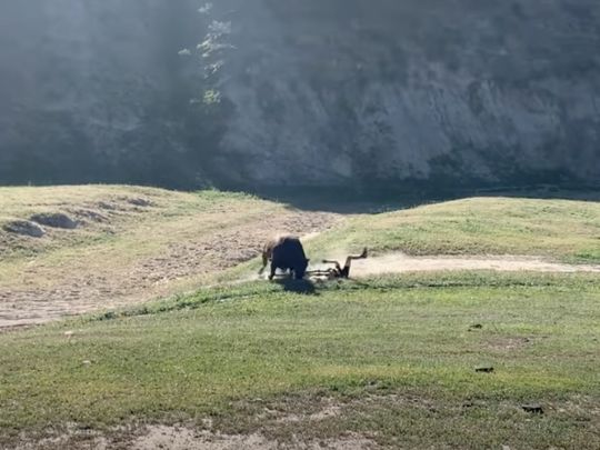Бики атакували спортсменів під час велогонки: момент потрапив на відео