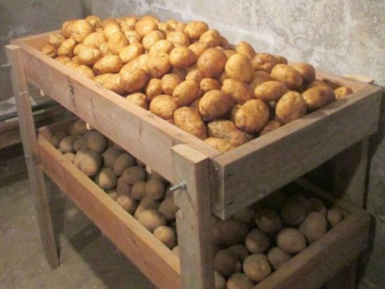 Допоможе залізний купорос: як зробити так, щоб картопля не гнила у погребі