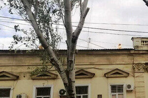 Ветер в Одессе повалил 71 дерево в Одессе Ветер в Одессе повалил 71 дерево в Одессе