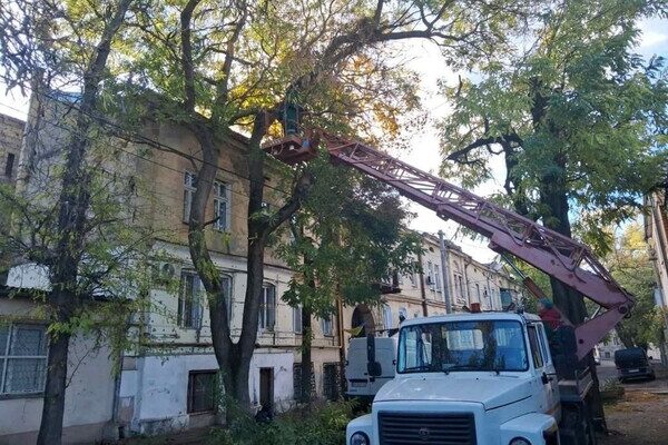 Ветер в Одессе повалил 71 дерево в Одессе Ветер в Одессе повалил 71 дерево в Одессе
