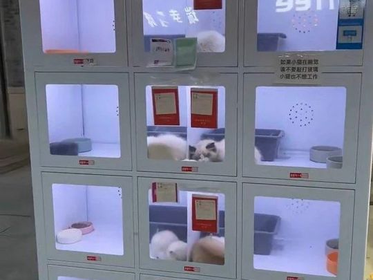 Автомати з&nbsp;продажу домашніх тварин викликали хвилю обурення в&nbsp;Китаї