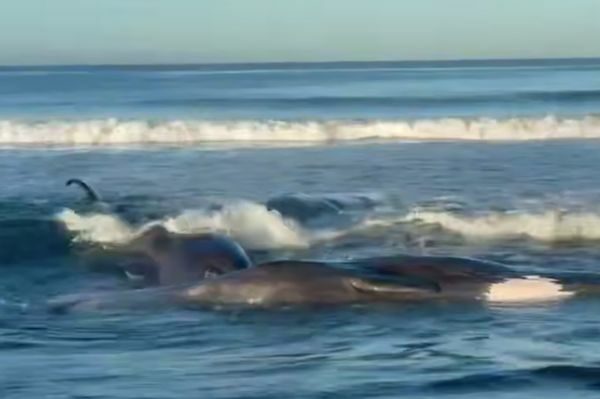 Цунамі, руйнування та паніка: на Камчатці в рф відбувся наймасштабніший землетрус за 70 років