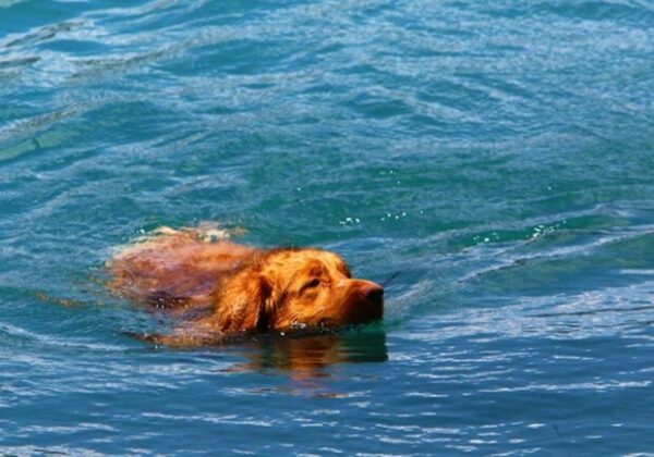 Пытался утопить: мужчину из Одессы будут судить за попытку убить собаку
