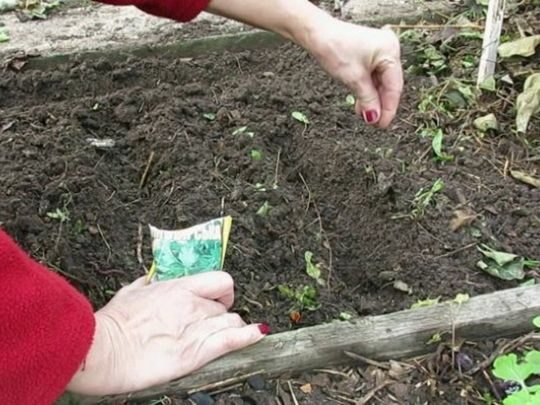 З&nbsp;прицілом на&nbsp;весну: досвідчені городники радять посадити на&nbsp;ділянці у&nbsp;вересні