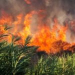 Пожар на полях орошения в Одессе загрязнил воздух: поджигательницу будут судить