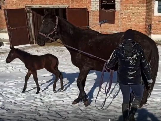 Коні, що&nbsp;пережили обстріли, дарують нове життя: в&nbsp;Миколаєві з&rsquo;явилось перше потомство в&nbsp;евакуйованих з&nbsp;Запоріжжя тварин