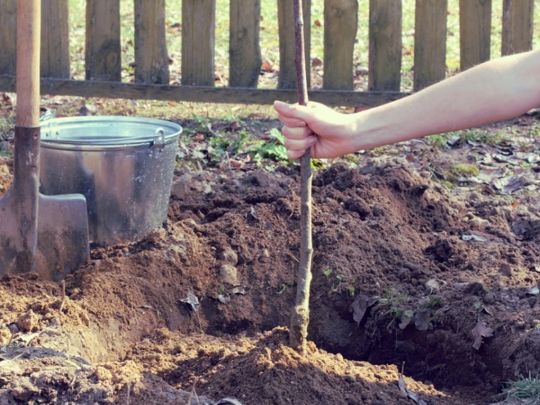Що посадити в саду в березні і як вибрати саджанець