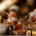 Одна ложка — і мурахи зникають: яка приправа допомагає городникам боротись з настирливими комахами