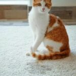 Чим можна вивести запах котячої сечі: дієвий метод